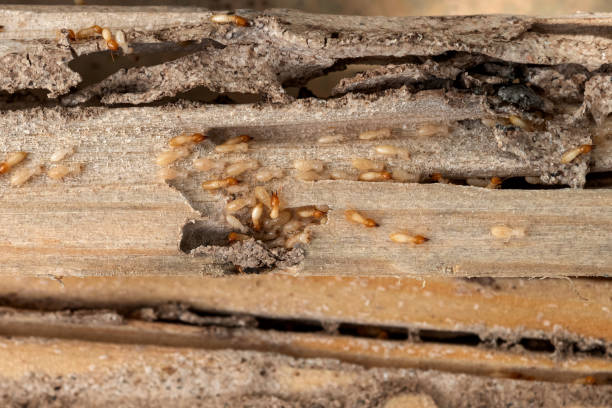 Reliable Eleanor, WV Pest Control Solutions